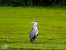 Grey Heron - Czapla Siwa